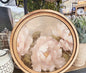 8" Round Peony Art
